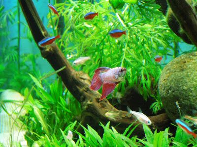 Betta Fish Awareness Day: Betta Fish Care: The Community Tank Myth Community Aquarium, Betta Fish Tank Mates, Betta Tank Mates, 10 Gallon Fish Tank, Tetra Fish, Betta Aquarium, Community Tanks, Betta Fish Care, Betta Tank