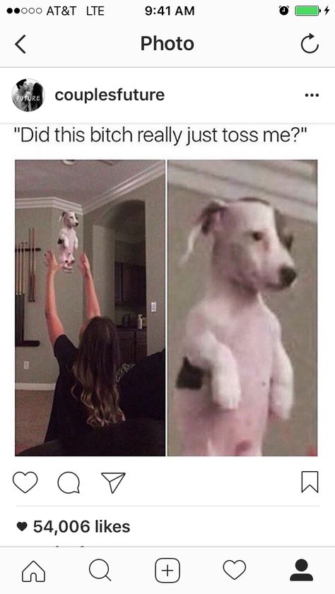 Toss dog is heckin bamboozled. Goofy Animals, Weird Humor, Funny Dog Memes, Joke Of The Day, Memes Humor, Life Memes, Funny Animal Memes, Funny Animal Pictures, Dog Memes