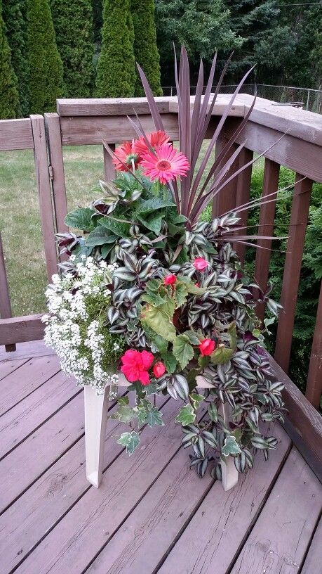 Luscious container. Gerber daisy, begonias, alyssum, wandering jew and spiky red dracaena Gerber Daisy Planter Ideas, Strawberry Jar Planter Ideas, Ups A Daisy Planter, Strawberry Pyramid Planter, Red And Purple Flower Containers, Window Box Flowers, Plants For Hanging Baskets, Gerber Daisies, Window Planter Boxes