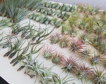 Small House Plants Indoor, Air Plants Wedding, Plant Office Decor, Office Plants Desk, Plant Office, Tillandsia Ionantha, Plants Terrarium, Plants Office, Desk Plant