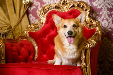 Unfortunately, it seems this royal Corgi dynasty may be put to rest once and for all, but what started the tradition to begin with? Royal Corgi, Dog Portraits Art, Pet Resort, Luxury Dog Collars, Cute Dog Collars, Elisabeth Ii, Shih Tzu Dog, Cute Corgi, Dog Training Collar