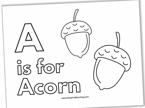 Black and white printable with A is for Acorn in large next next to the outline of two acorns. A Is For Acorn, Indianapolis Childrens Museum, Squirrel Coloring Page, Leaf Coloring Page, Free Printable Coloring Sheets, Preschool Coloring Pages, Book Tree, Coloring Pages Free Printable, Printable Pictures