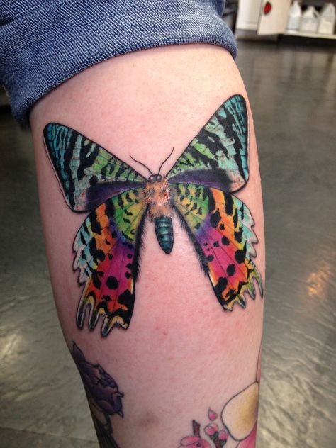 My calf, a sunset moth by Jacqueline PavAn of Soma Tiger Tattoo in Toronto #butterflytattoos Madagascar Moth Tattoo, Madagascar Sunset Moth Tattoo, Sunset Moth Tattoo, Moth Tattoo Color, Bugs Tattoo, Watercolor Bugs, Vintage Clock Tattoos, Tattoo Calf, Moth Tattoos