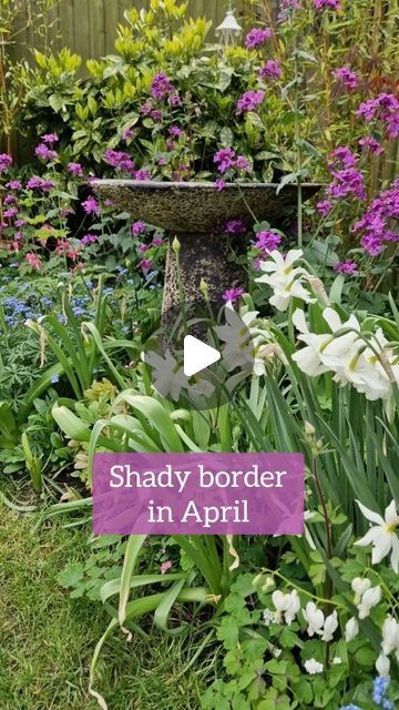 23K views · 1.8K likes | Laura Woolley on Instagram: "My shady border is one of my favourite parts of the garden at the moment. Shady areas don't need to be boring. You just need to know which plants will be happy there!   I would class this border as deep shade as it really only gets 1-2 hours of sun per day however at this time of year there is slightly more light due to the Ash tree not being in leaf yet!   Here's what's in flower this month:  🌸 Honesty - (Lunaria annua) 🌸 Daffodil 'Thalia' - (Narcissus)  🌸 Bleeding hearts - (Lamprocapnos spectabilis) 🌸 Forget-me-nots - (Myosotis sylvatica)  🌸 Granny's bonnets - (Aquilegia vulgaris) not quite in flower, but it won't be long! 🌸 Hellebores - (Helleborus) the flowers have faded, but the bracts are still pretty!   Together I think it Thalia Narcissus, Lamprocapnos Spectabilis, Shady Border, Myosotis Sylvatica, Aquilegia Vulgaris, Ash Tree, Little Cottage, Garden Borders, Winter Garden