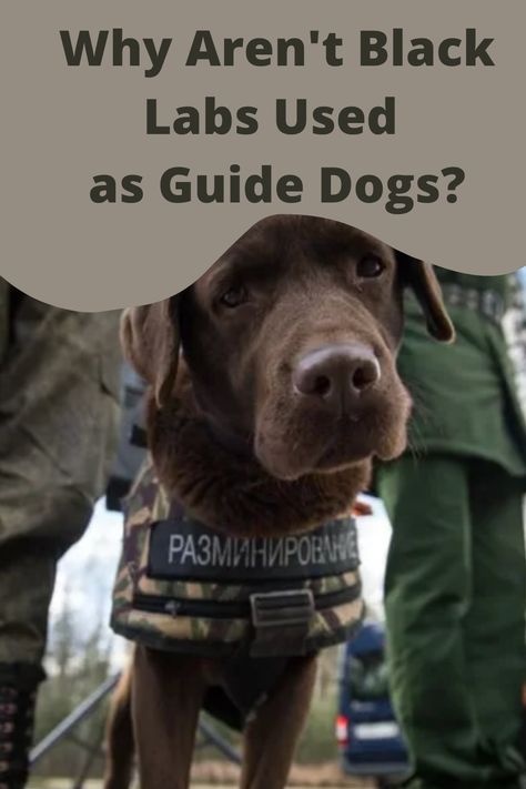 Labs make great guide dogs, but why aren't black labs used as service animals? See for yourself: Chocolate Lab Service Dog, Labrador Service Dog, Labrador Retriever Puppy Training, Labrador Puppy Training, Chocolate Labradors, Labrador Training, Chocolate Labs, Black Labrador Retriever, Lab Dogs