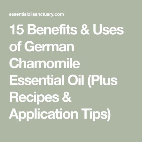 15 Benefits & Uses of German Chamomile Essential Oil (Plus Recipes & Application Tips) German Chamomile Essential Oil, German Chamomile, Calendula Benefits, Banana Benefits, Fruit Health Benefits, Matcha Benefits, Lemon Benefits, Coconut Health Benefits, Chamomile Oil