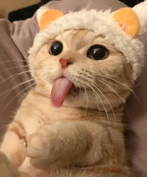 Karakter Sanrio, Koci Humor, Sweet Cat, Silly Cats Pictures, Animale Rare, Cute Cats Photos, Super Cute Animals, Haiwan Peliharaan, Cute Animals Images