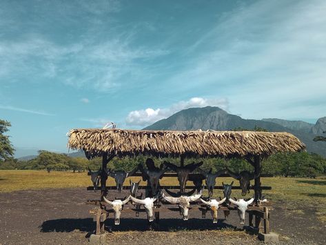 Blue sky baluran national park Baluran National Park, Blue Sky, National Park, Camel, Hunting, National Parks, Animals, Blue