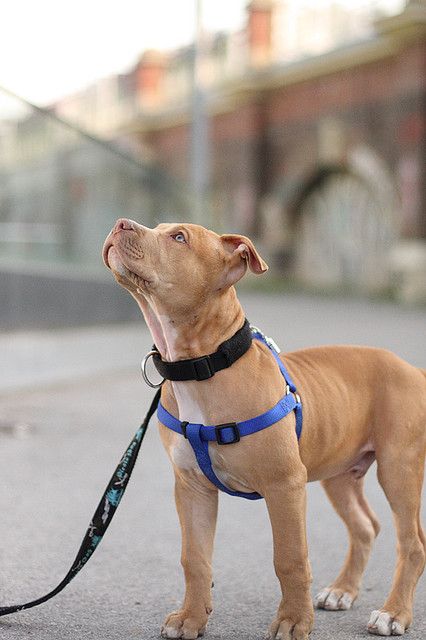 How much you want to bet this pit bull was staring at a treat? Pitbull Dog Puppy, Cute Pitbulls, Pit Bull Puppies, Bully Breeds Dogs, Psy I Szczenięta, American Pitbull, Sweet Boy, Pitbull Puppies, Bull Terrier Dog