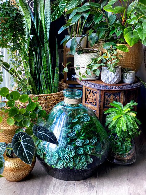 Plants Bedroom Aesthetic, Plants Bedroom, Build A Terrarium, Miniature Orchids, Plant Maintenance, Planting Tips, Deco Nature, Inside Plants, Garden Terrarium