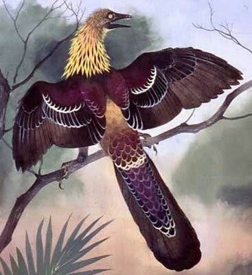 Maurice Wilson - Archaeopteryx Feathered Dinosaurs, Modern Birds, Prehistoric Art, Paleo Art, Extinct Animals, Poster Size Prints, Prehistoric Creatures, Prehistoric Animals, Large Picture Frames