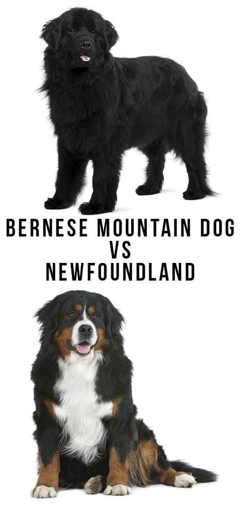 bernese mountain dog vs newfoundland Dog Alphabet, Newfie Dog, Newfoundland Puppy, Types Of Puppies, Working Dogs Breeds, Newfoundland Puppies, Newfoundland Dogs, Dog Club, Giant Breeds