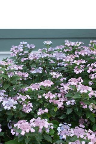 'Tiny Tuff Stuff' Mountain Hydrangea Tiny Tuff Stuff Mountain Hydrangea, Tiny Tuff Stuff Hydrangea, Bobo Hydrangea, Hydrangea Serrata, Pruning Hydrangeas, Bigleaf Hydrangea, Types Of Hydrangeas, Smooth Hydrangea, Hydrangea Arborescens