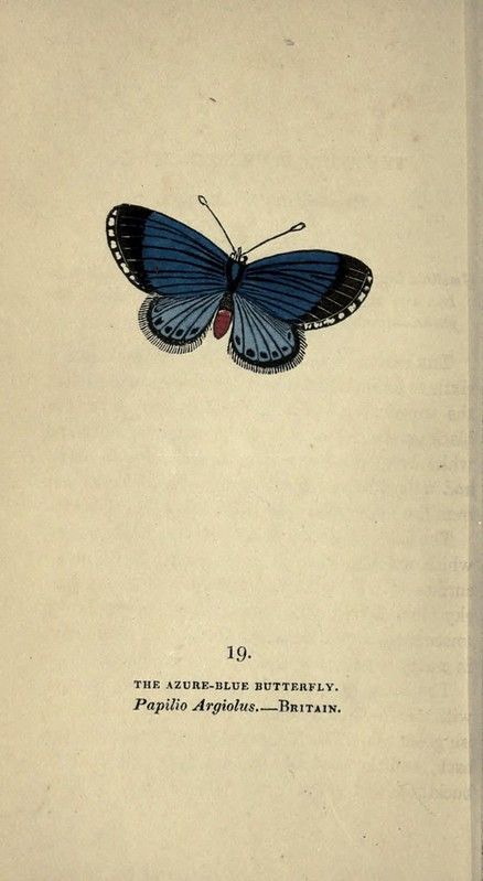 n105_w1150 | The book of butterflies, sphinxes and moths;. L… | Flickr Butterflies Paintings, Biology Illustration, Butterfly Painting, Illustration Vintage, Old Book, Vintage Butterfly, Historical Photos, Vintage Prints, Biology