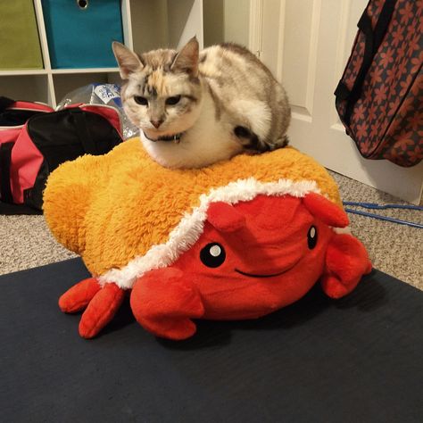 Cat  Hermit Crab = maximum cute Crab Meme, Cat Eat, Cat Makeup Halloween, Funny Image, Hermit Crabs, Hermit Crab, Cat Makeup, Cat Tattoo, Cat Memes