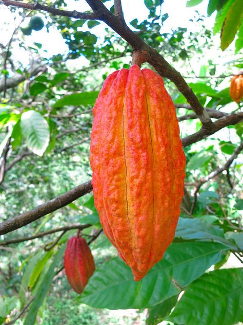 Theobroma cacao - Flickr - Photo Sharing!...... Cacao Fruit, Giant Vegetable, Growing Fruit Trees, Cacao Chocolate, Cash Crop, Live Tree, Chocolate Fruit, Cacao Beans, Unique Trees