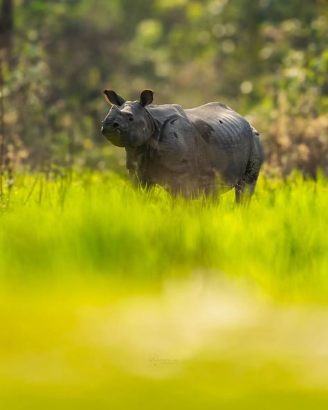 A close encounter with the Greater one-horned rhinoceros at Manas National park, Assam. The outstanding beauty of the jungle and the diversity of wildlife is very unique and vast at Manas National park. Shot with @canonindia_official Canon R6 Mark II with Canon RF 100-500mm F 4.5-7.1 L IS USM Aperture: f/7.1 Shutter speed: 1/800 ISO: 500 At Manas National park, Assam. #manas #rhino #portrait #wildlifephotography #wildvison #indianwildlife #explorepage #instagood #instaphoto #CanWithCannon... Rhino Portrait, Canon R6 Mark Ii, Canon R6, Close Encounters, Felt Hearts, Shutter Speed, 1 800, Wildlife Photography, Instagram A