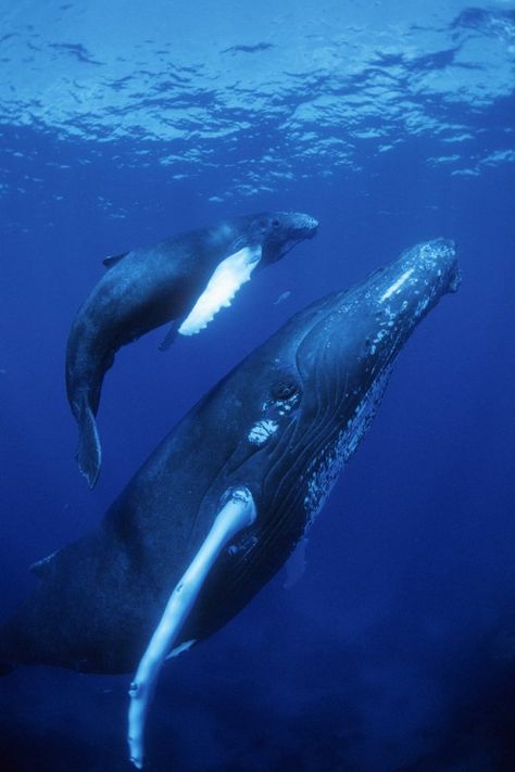 Creature Marine, Sea Mammal, Fauna Marina, Save The Whales, Water Animals, Marine Mammals, Humpback Whale, Ocean Creatures, Marine Animals