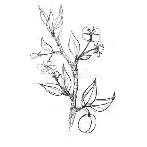 Plum Branch Tattoo, Peach Tree Branch Tattoo, Plum Tattoo Fruit, Crab Apple Tree Tattoo, Plum Tree Tattoo, Fruit Tree Tattoo, Plum Tattoo, Branches With Flowers, Tree Branch Tattoo