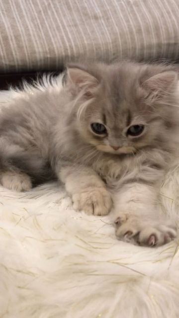 Teacup Persian Cats, Serious Cat, Persian Kittens For Sale, Himalayan Cat, Beautiful Kittens, Kittens For Sale, Persian Kittens, Persian Cat, Cute Animal Pictures