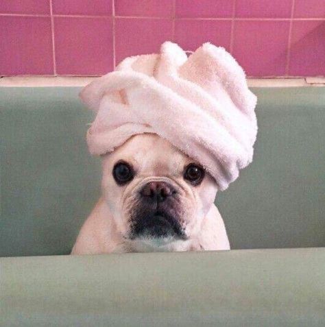 adorable frenchie with towel on his head. (pink and aqua green) Towel On Head, Bulldog Clothes, French Bulldog Facts, French Bulldog Funny, Tub Time, Pet Photos, Frenchie Puppy, Cute French Bulldog, French Bulldog Puppies