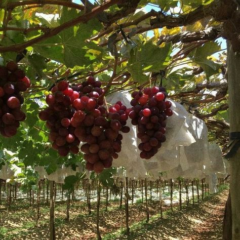 Wine Plant, Italy Vineyards Aesthetic, Vineyards Aesthetic, Vineyard House Aesthetic, Winery Italy, Dawn Winery Aesthetic, Aesthetic Vineyard, Italian Vineyard Aesthetic, Italy Winery