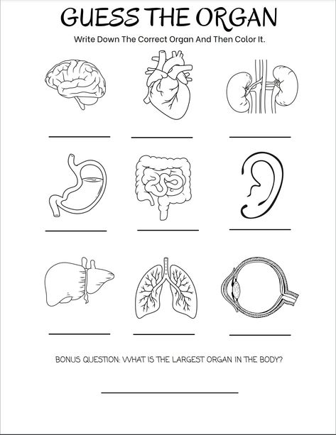 Guess the organ worksheet for beginners!  This worksheet is a fun and easy way to identify some of the organs in the body at a beginners level. You can print this worksheet out as many times as you want as this is a digital file. There is also an answer key provided for you as well. Anatomy Worksheets Printables, Body Organs Worksheet, Human Body Worksheets For Kids, Teaching Body Systems, Anatomy Worksheets, Organs In The Body, Body Systems Worksheets, Human Body Unit Study, Homeschooling Science