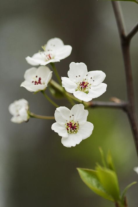 Pyrus Calleryana, Bradford Pear Tree, Pear Art, Tree Blossom, Pear Blossom, Pear Trees, Pear Tree, Flower Fairies, Moon Flower