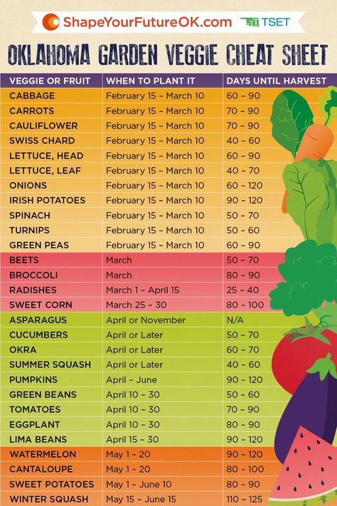 Growing your own veggies this year? This cheat sheet deserves two (green) thumbs up! When To Plant Garden, Oklahoma Gardening, When To Plant Vegetables, When To Plant, Growing Greens, Vegetable Garden Diy, Garden Veggies, Plant Garden, Gardening 101