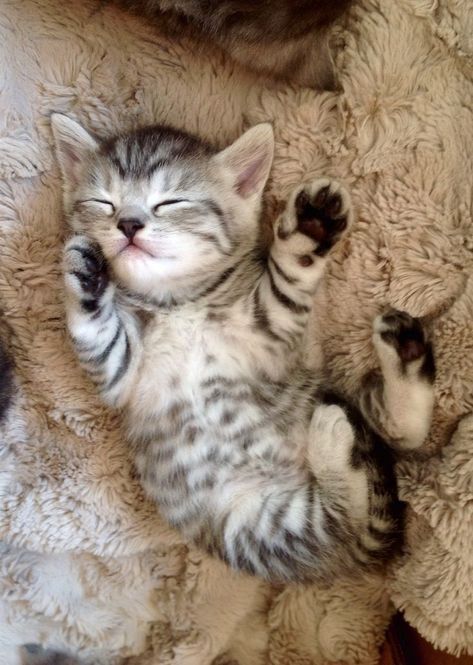 Koci Humor, Cute Small Animals, Tabby Kitten, Cute Little Kittens, Silly Cats Pictures, Puppies And Kitties, Cute Cats Photos, Kittens And Puppies, Cat Club