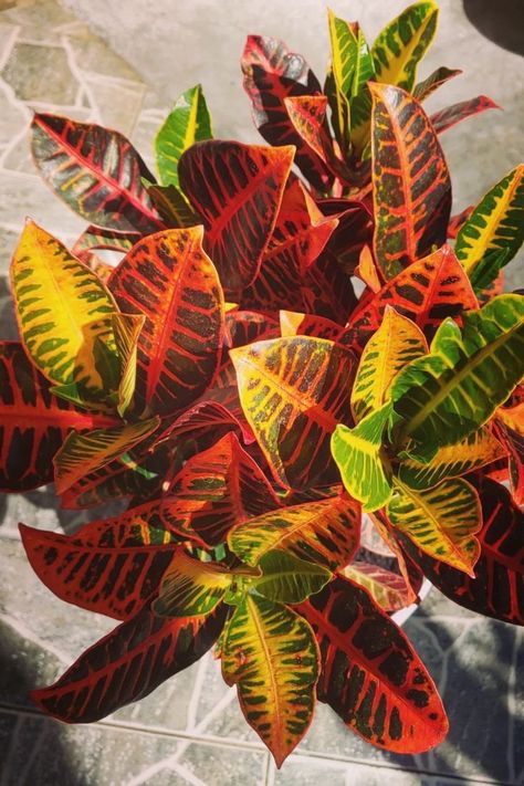 Embark on a journey of vibrant foliage and lush beauty with our comprehensive Croton Petra care guide. From lighting and watering tips to propagation techniques and pest management, delve into the essential strategies that will ensure your Croton Petra thrives. Uncover the mysteries behind maintaining stunning leaf colors and promoting healthy growth in this unique plant variety. IG Photo by: 
caelumhortus Petra Croton, Croton Petra, Florida Plants, Scale Insects, Garden Shears, Pest Management, Leaf Coloring, Unique Plants, Potting Soil