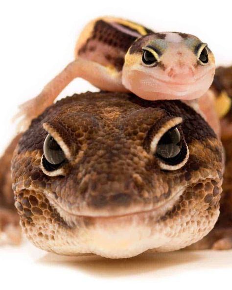 18 Facts About African Fat-Tailed Geckos (Hemitheconyx caudicinctus) African Fat Tailed Gecko, Fat Tailed Gecko, Small Lizards, Little Creatures, Leopard Gecko, Animal Facts, African Animals, They Live, Leopards