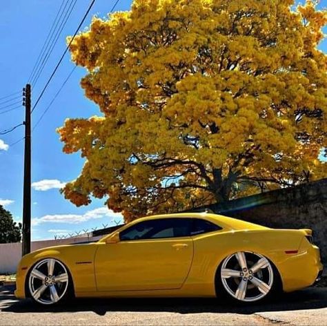 Camaro amarelo rebaixado nas roda 20" 160 Titan, Chevy Camaro, Chevrolet Camaro, Dream Cars, Chevy, Bmw Car, Cars, Yellow, Quick Saves