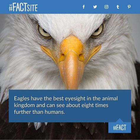 Eagles have the best eyesight in the animal kingdom. They can see about eight times further than humans and quickly shift focus, essentially zooming their eyes. #FACT 🦅 #thefactsite #animalplanet #animals #animalfacts #nature #lovenature #naturefacts #birds #birdfacts #interestingfacts #eagle #eyesight #predator Facts About Eagles, Crazy Animal Facts, Eagle Facts, Facts About Birds, Eagles Memes, Bird Facts, Living In New Zealand, Creature Of Habit, Rare Species