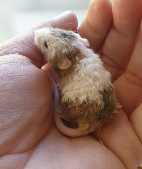 Curly Rat, Curly Haired Rat, Curly Animals, Ratty Hair, Curly Mouse, Curly Hair Rats, Curly Haired Mouse, Curly Mice, Curly Hair Mouse Mice