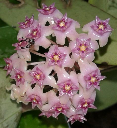 Hoya verticillata 'pinkish' Hoya Verticillata, Hoya Bloom, Hoya Varieties, Hoya Flowers, Snow Magic, Hoya Plant, Rare Beauty, Send It, Cacti And Succulents