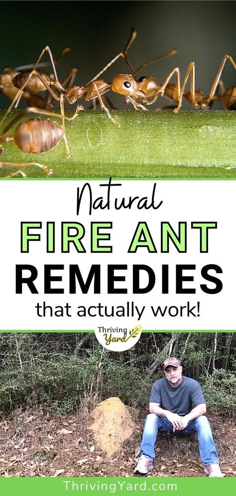 What are the best natural remedies to get rid of fire ants? What is the best fire ant killer and fire ant fertilizer for the ant mound in your garden? We have more gardening advice and pest control tips here. We investigate fire ant treatments including home remedies and establish what works best and is good for your garden’s soil. Ant Mound Killer, Natural Fire Ant Killer, Natural Fire Ant Killer For Yard, Kill Fire Ants Naturally, Fire Ants How To Get Rid Of Naturally, Get Rid Of Fire Ants In Yard, Kill Fire Ants In Yard, How To Kill Fire Ants In Yard, How To Get Rid Of Fire Ants In The Yard