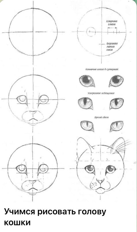 Cat Face Proportions, Cat Eye Drawing Reference, How To Draw Cat Head, How To Draw Cat Face, Cat Tutorial Drawing, Drawing Cat Eyes, How To Draw Cat, How To Draw A Cat, Fox Drawing Tutorial