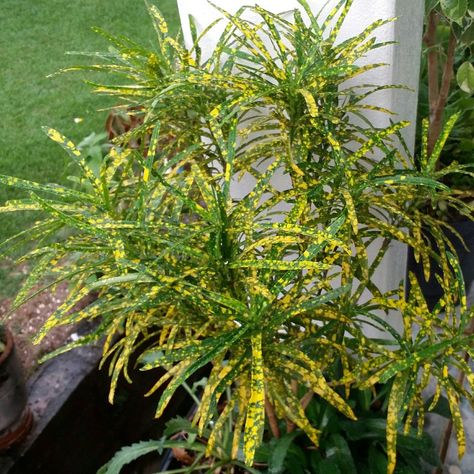 Meu lindo brasileirinho!  Essa variedade de croton é a minha favorita. Essas folhinhas estreitas e pintadas em verde e amarelo deixam a planta mais delicada que as de folhas largas. Amo!  #brasileirinho #croton #CodiaeumVariegatum #greenLeaf #minhasPlantas #myGarden #meuJardim January 26, Herbs, Crochet, Plants, On Instagram, Instagram