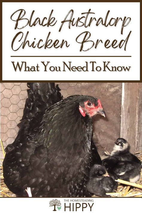 Black Australorps are a large breed which are great egg layers, though they can be raised as dual purpose birds. Learn about this friendly heritage breed here. #chickens #homesteading Australorp Chicken, Black Australorp, Homestead Survival, Chicken Breeds, Hobby Farms, Need To Know, Egg, Birds, Chicken