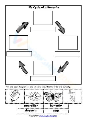 Get to know the life circle of a butterfly with this worksheet right now! #Grade-2 #Grade-3 #Grade-4 #Grade-5 Butterfly Worksheet, Life Cycle Of A Butterfly, Cycle Of A Butterfly, Life Circle, 4 Grade, Grade 4, Grade 5, Student Teaching, Grade 3