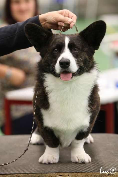 Cardigan Welsh Corgi Puppies, Country Wedding Groom, Welsh Corgi Cardigan, Corgi Dog Breed, Corgi Facts, Cardigan Corgi, Pembroke Welsh Corgi Puppies, Akc Breeds, Corgi Puppies