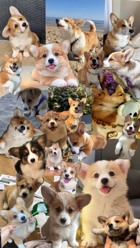 cute corgi Cute Corgi Puppy Wallpaper, Corgi Dogs Cute, Corgi Dog Aesthetic, Cute Corgis, Cute Corgi Wallpaper, Corgi Aesthetic, Corgis Puppies, Cute Animal Wallpapers, Corgi Wallpaper