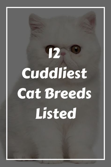 White, fluffy Persian cat with bright expressive eyes sitting in front of a text overlay reading "12 Cuddliest Cat Breeds Listed". Type Of Cats, Cutest Cat Breeds, Types Of Kittens, Grey Cat Breeds, Types Of Cats Breeds, Cat Breeds List, Fluffy Cat Breeds, Cat Breeds Chart, Black Cat Breeds