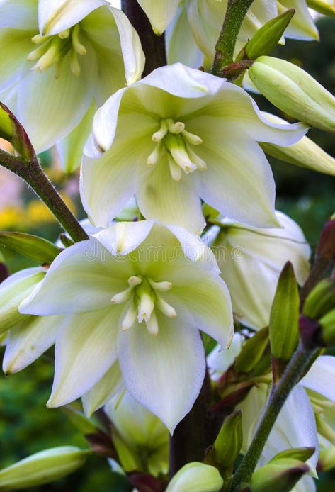 Blooming Yucca. Yucca plants bloom with spikes of white flowers in the summer , #affiliate, #plants, #bloom, #Blooming, #Yucca, #flowers #ad Izote Flower Tattoo, Yucca Flower Tattoo, Vintage Botanical Tattoo, Cactus Photos, Inspirational Small Tattoos, Yucca Flower, Sleeve Inspiration, Yucca Filamentosa, Flower References