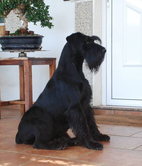 Schnauzer Gigante, Black Schnauzer, Schnauzer Grooming, German Word, Standard Schnauzer, Miniature Schnauzer Puppies, Giant Schnauzer, Schnauzer Puppy, Schnauzer Dogs