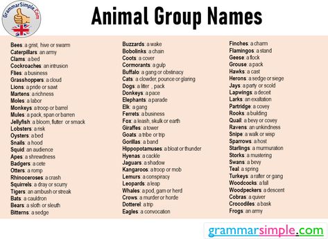 Animal Group Names From A to Z - Grammar Simple Novel Names, Obvious Plant, Group Names, A Sloth, Instagram Bio Quotes, Grasshoppers, Alphabet Soup, Animal Groups, Finches