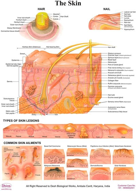 Skin Clinic Poster, Skin Conditions Pictures, Ancient Cosmetics, The Integumentary System, Beauty Suite, Skin Poster, Skin Anatomy, Remove Skin Tags Naturally, Esthetician School