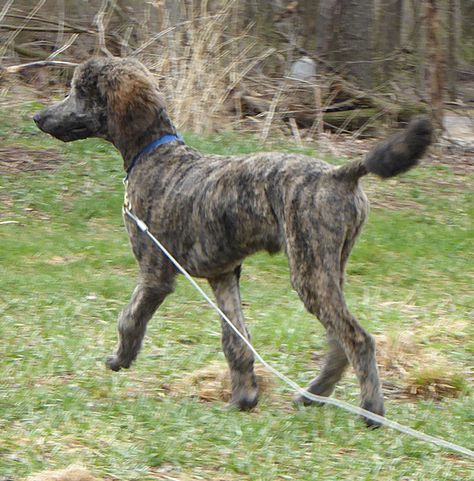 Brindle Poodle, Toy Poodle Training, Poodle Hairstyles, Poodles Standard, Toy Poodle Puppy, Poodle Hair, Parti Poodle, Poodle Cuts, Poodle Grooming