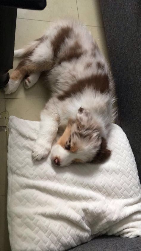 Noisette berger australien rouge merle Merle Dogs, Mini Aussie Puppy, Aussie Puppies, Mini Aussie, Australian Shepherd Dogs, Pretty Dogs, Cute Dogs And Puppies, Australian Shepherd, Beautiful Dogs